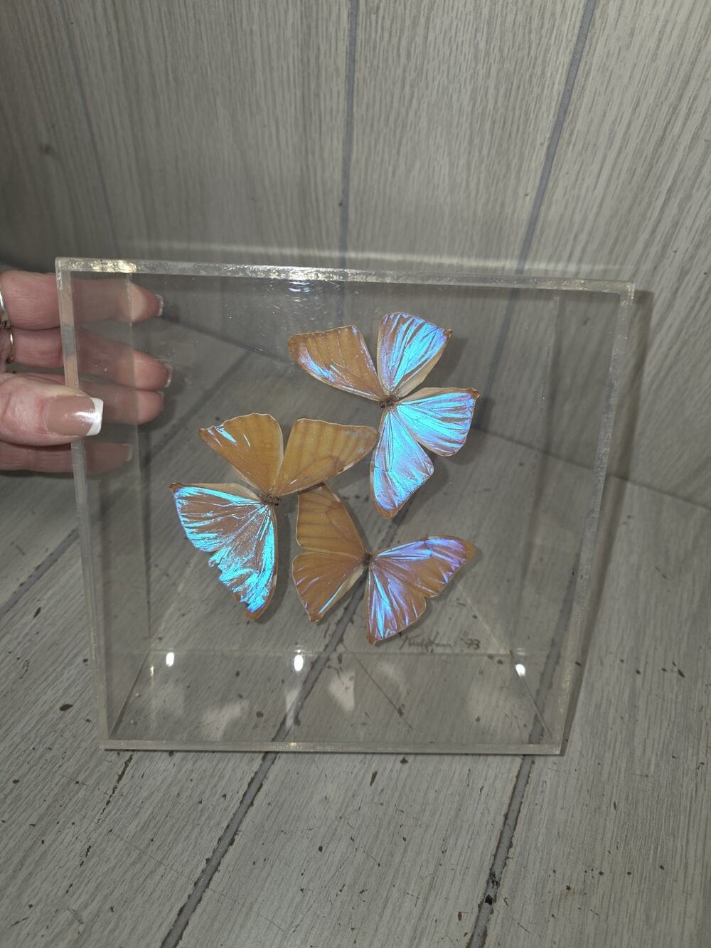 Vtg Paul Purington 1973 Signed Rare Murpho Butterflies Irredecent Taxidermy